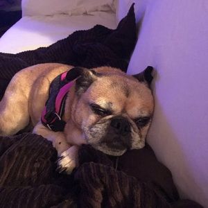 Meet your Posher, Dani